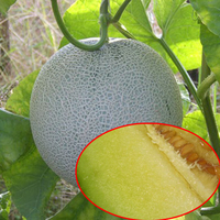 正宗海阳留格网纹瓜 比新疆哈密瓜更甜的瓜 山