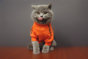 狗狗亲子装宠物猫咪服装幼犬泰迪纯棉透气新款薄新款夏薄宠物服装