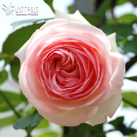 果园新品种盆栽藤本月季-龙沙宝石 沙龙宝石 大