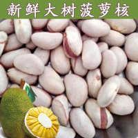 马来西亚特产新鲜热带水果木菠萝蜜大树菠萝假