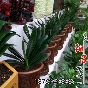 室外植物真的好吗 哪里买便宜价格