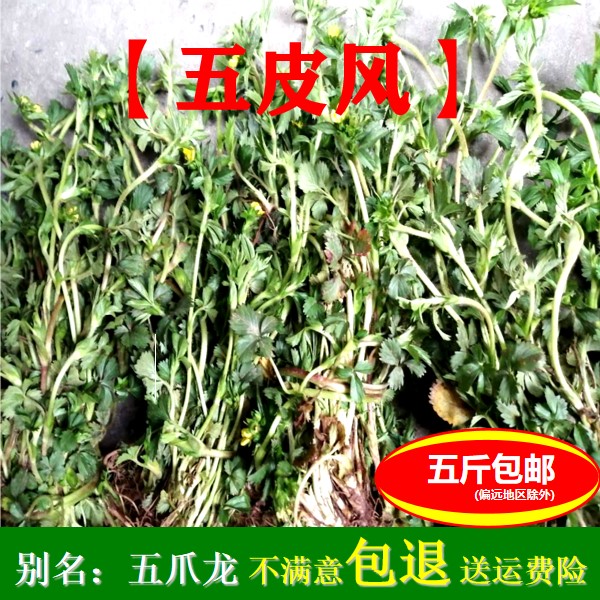 中药材野生新鲜五皮风苗 五爪龙500g 委陵菜蛇含草五叶梅五匹风