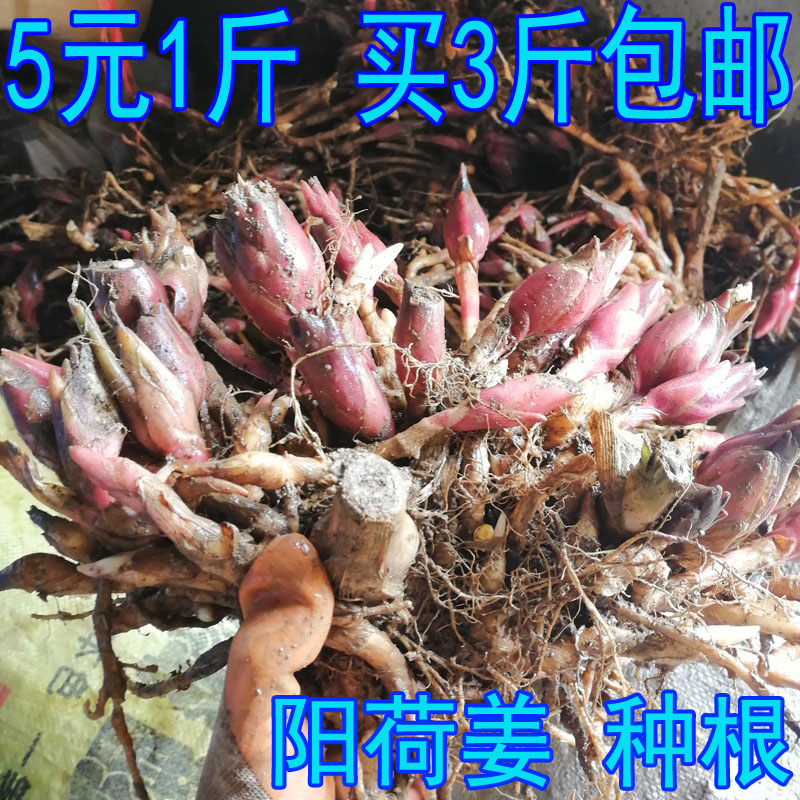 阳荷种根 阳荷根 洋河姜 洋火姜 阳霍姜 元和姜 阳荷姜 种子 种苗