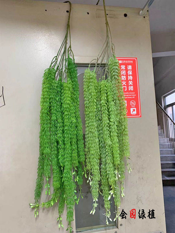 共71 件金鱼藤植物相关商品