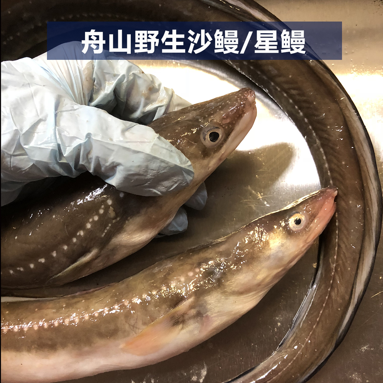 舟山野生沙鳗 星鳗鱼 鳗鳞鱼0.5-2斤一条,当天现捕