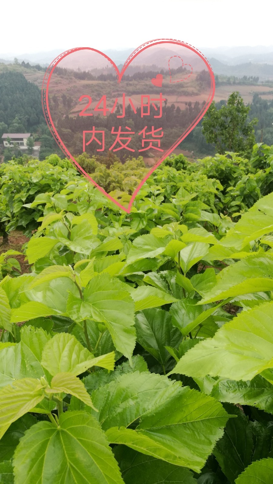 新鲜桑叶桑叶嫩芽包邮喂养蚕宝宝 刚发芽带枝嫩桑叶买2份送1份