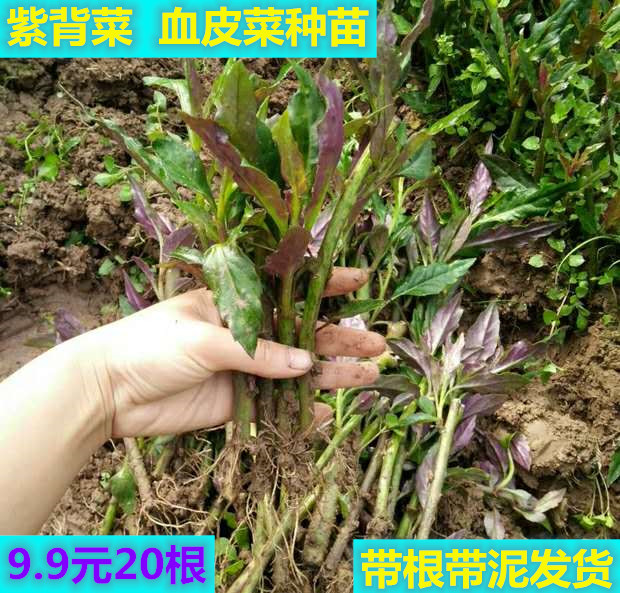 新品紫背菜种苗20株四川紫背天葵苗血皮菜蔬菜种子新鲜观音菜苗