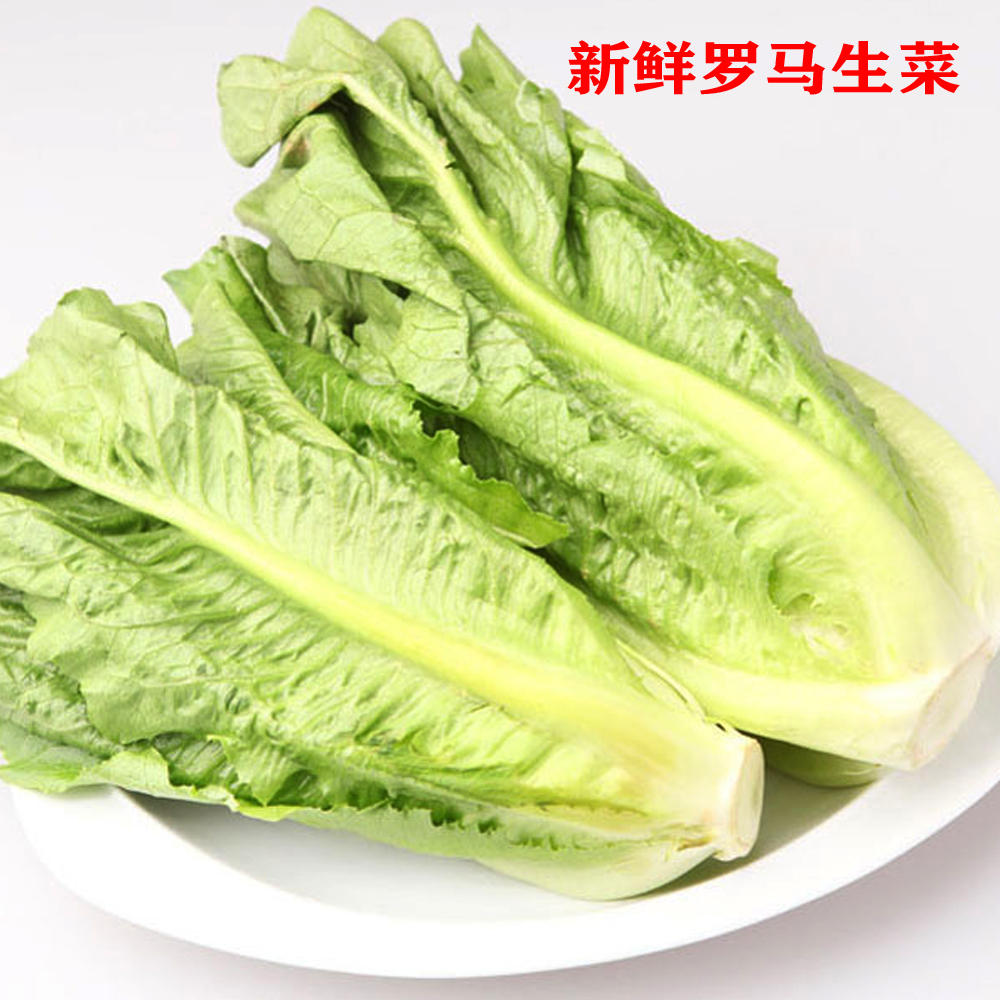 共157 件包心罗马生菜相关商品
