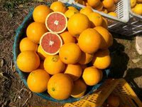 屈果果秭归中华红血橙10斤红肉脐橙新鲜水果