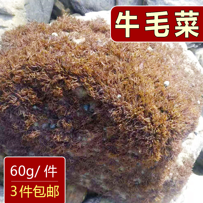 大连牛毛菜干货野生海藻菜海冻菜海凉粉海菜汤新鲜石花菜海草红藻