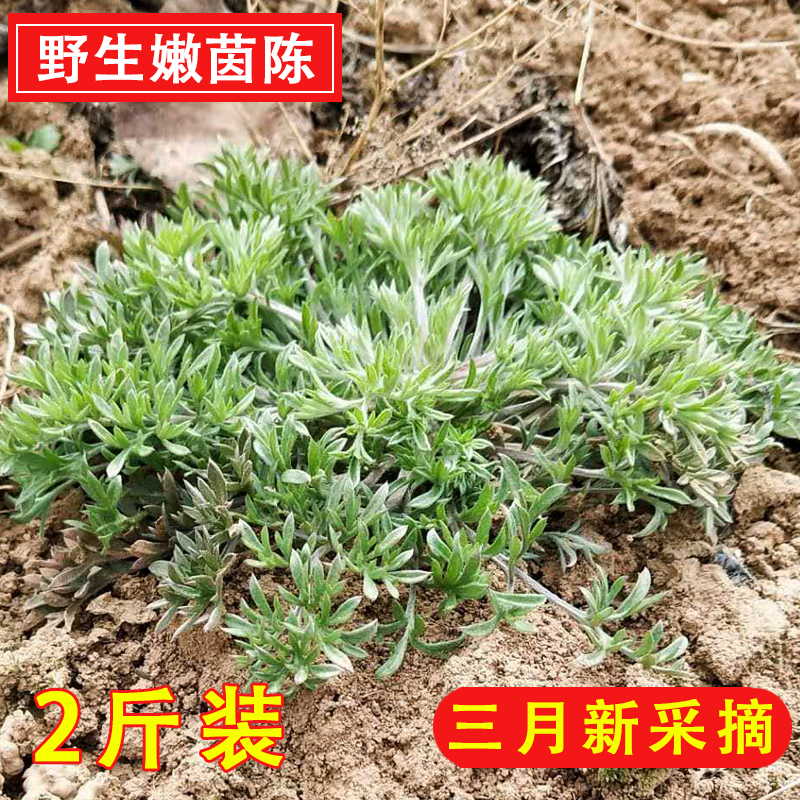 2020年白蒿新鲜先挖野生绵茵陈三月茵陈草春季美味野菜2斤装包邮