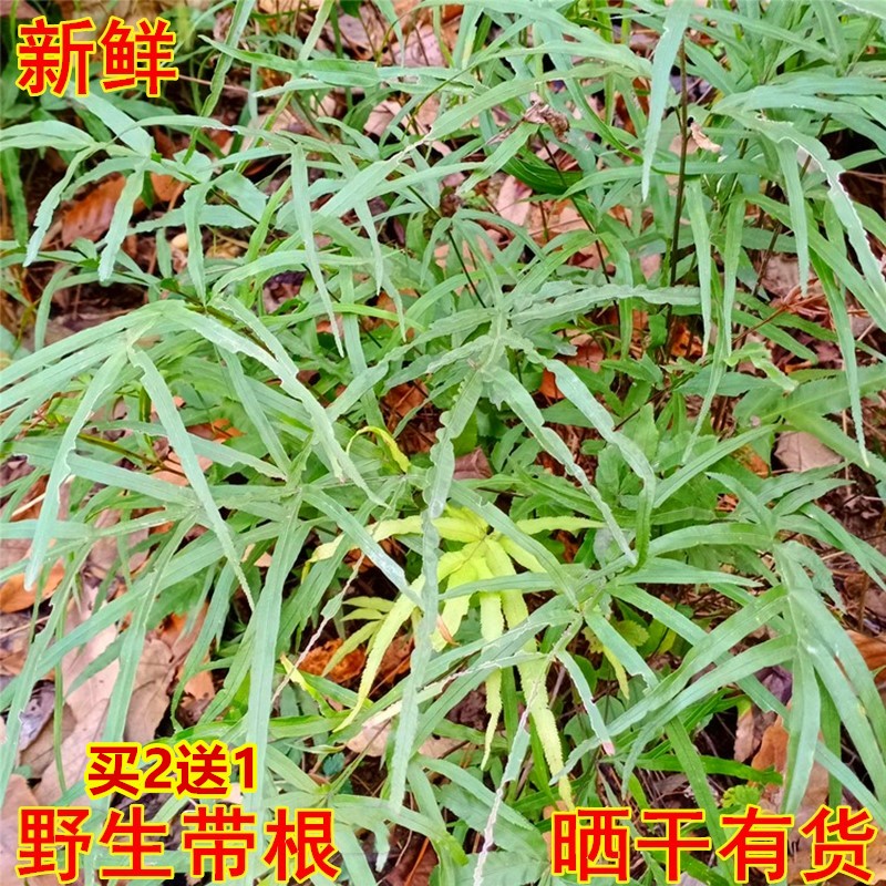 凤尾草中药材新鲜野生凤凰草鸡脚草盆栽整棵带根中草药晒干包邮