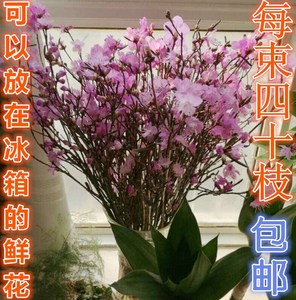 美产D'Addario达达里真的好吗 哪里买便宜价格