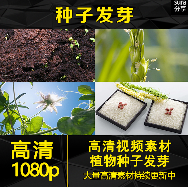 万物生长种子发芽/农作物/大米/阳光/谷类高清实拍影视视频素材