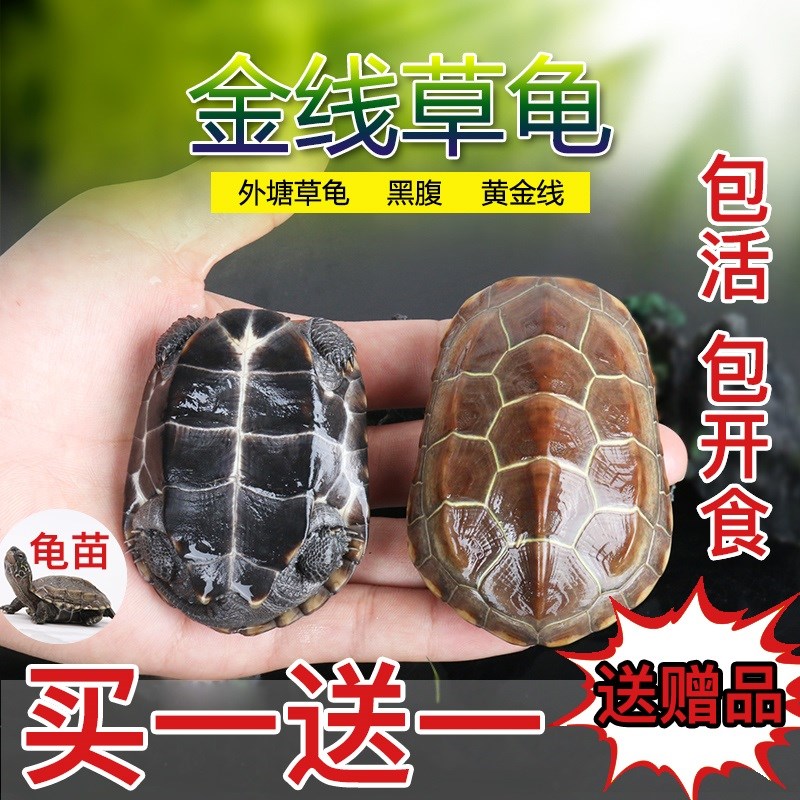 中华草龟苗活体家养小乌龟活体金线龟黑腹墨龟招财观赏龟小宠物龟