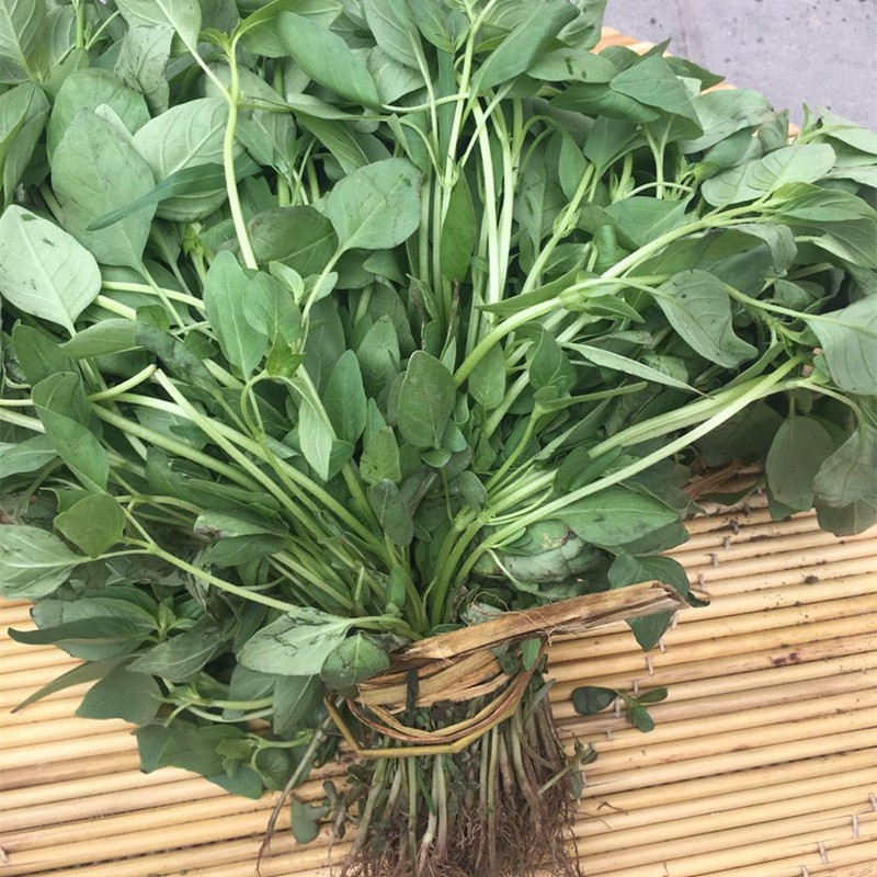 河南新鲜荆芥菜500克大叶荆芥茎芥菜新鲜调味菜