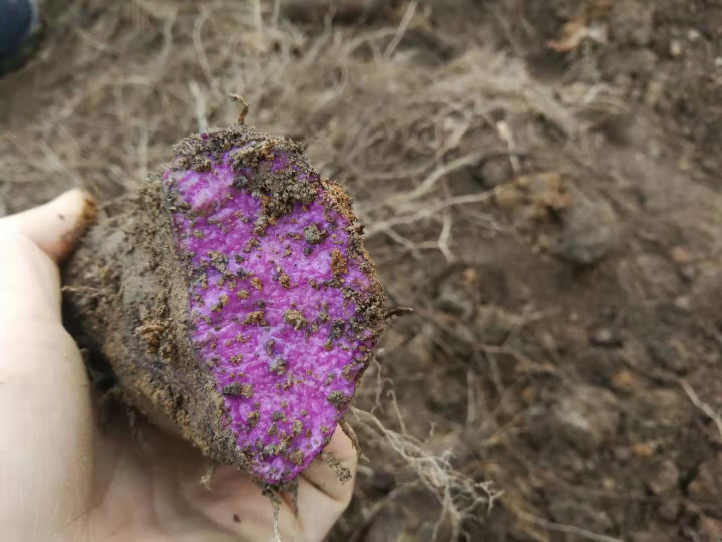 福建现挖新鲜紫山药紫淮山脚板薯紫玉淮山紫大薯农家种植5斤装