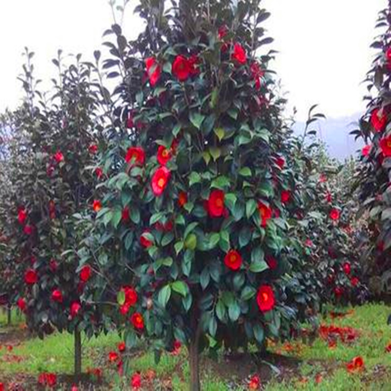 巨型耐冬茶花树苗大型山茶花庭院地栽盆栽绿化四季常青当年开花苗