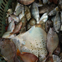 野生海鲜海鱼-00g广东咸鱼干 海鲜干货 水产野