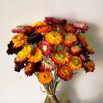 干花小雏菊 七彩雏菊麦杆菊 小菊花家居装饰餐桌插花配花 干花束