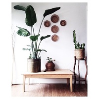 日本进口高档盆景八房五针松最高贵品--那须娘