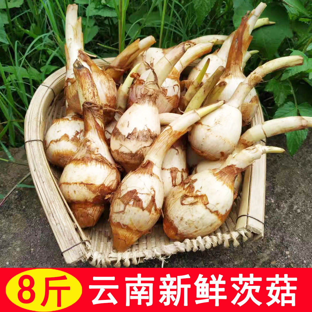 云南白茨菇新鲜包邮8斤粉糯白慈姑新鲜包邮慈菇野生山茨菇野生