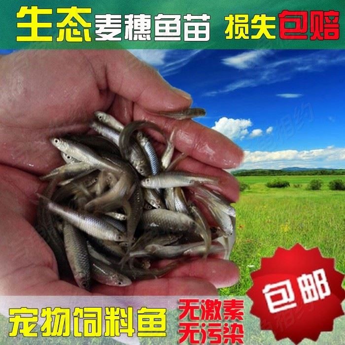 麦穗鱼鳑鲏小杂鱼鱼苗虎鱼龙鱼活体小鱼大鳄活食筏钓饵料饲料