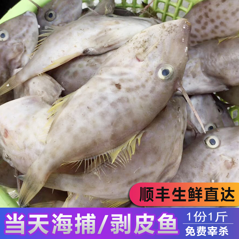 【当天新鲜】潮汕剥皮鱼野生扒皮鱼小马面鱼海鱼迪仔鱼耗儿鱼500g