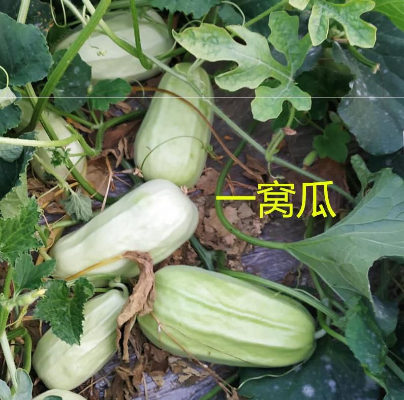 山东八棱脆瓜老瓜菜瓜烧瓜捎瓜老年人水果四斤包邮