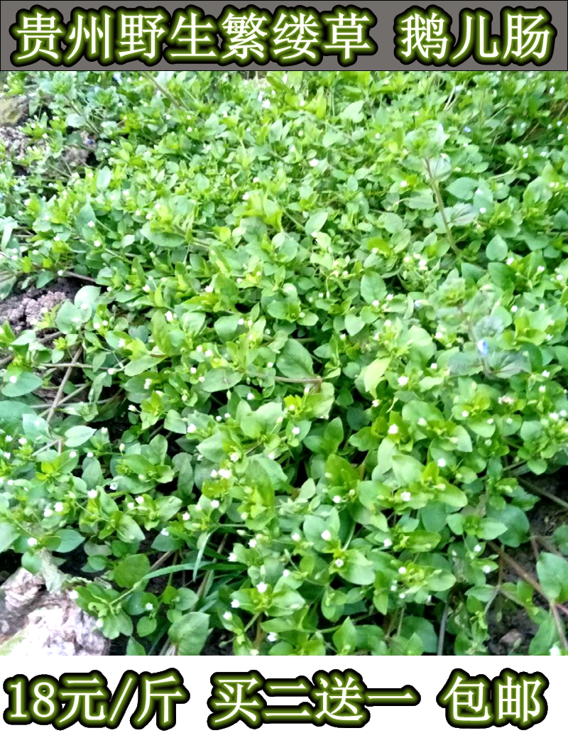 野生繁缕草新鲜鹅儿肠菜石灰菜鸡肠菜园酸菜繁缕草1斤装买二送一