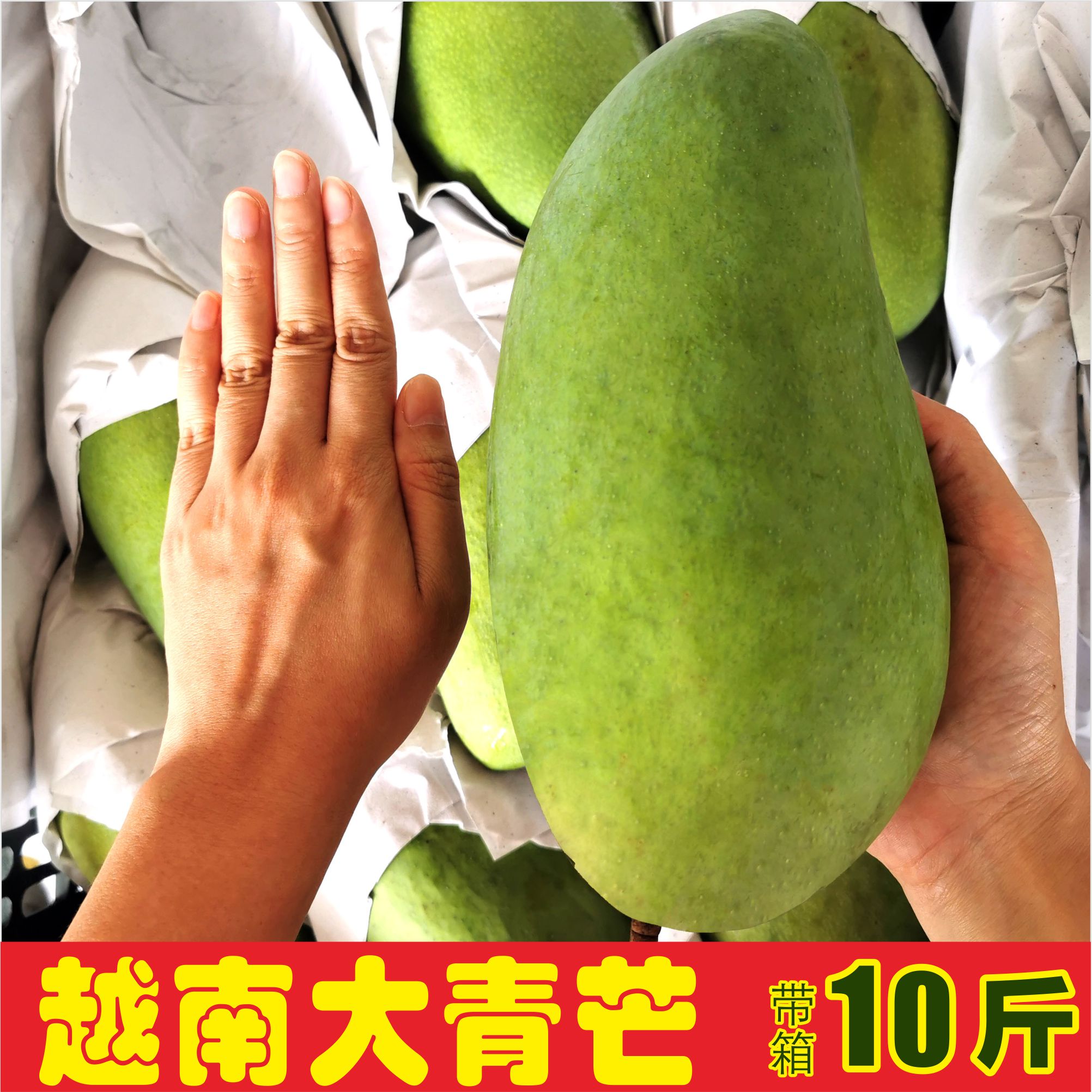 共1067 件攀枝花大青芒果相关商品