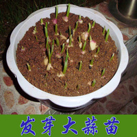 1000粒20种20包阳台盆栽花籽花种子包邮\/新手