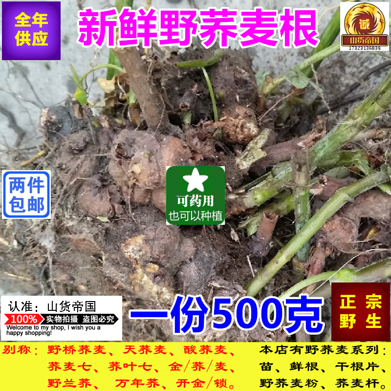 野荞麦根新鲜功效|野荞麦根新鲜的功效|野荞麦根新鲜