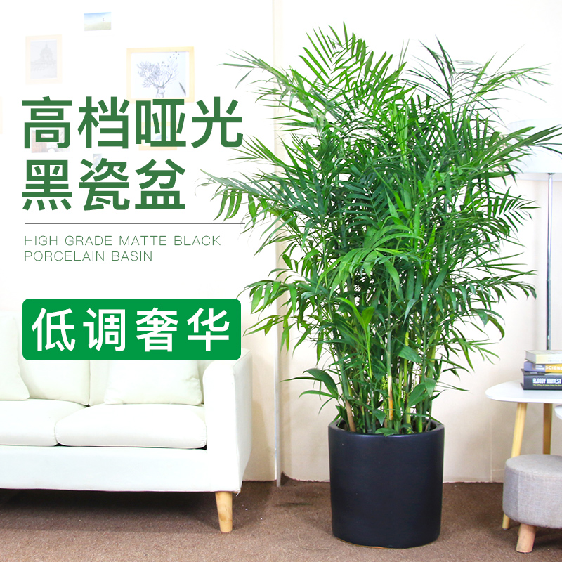 夏威夷竹子客厅盆栽室内富贵椰子植物大型绿植室内吸甲醛净化空气