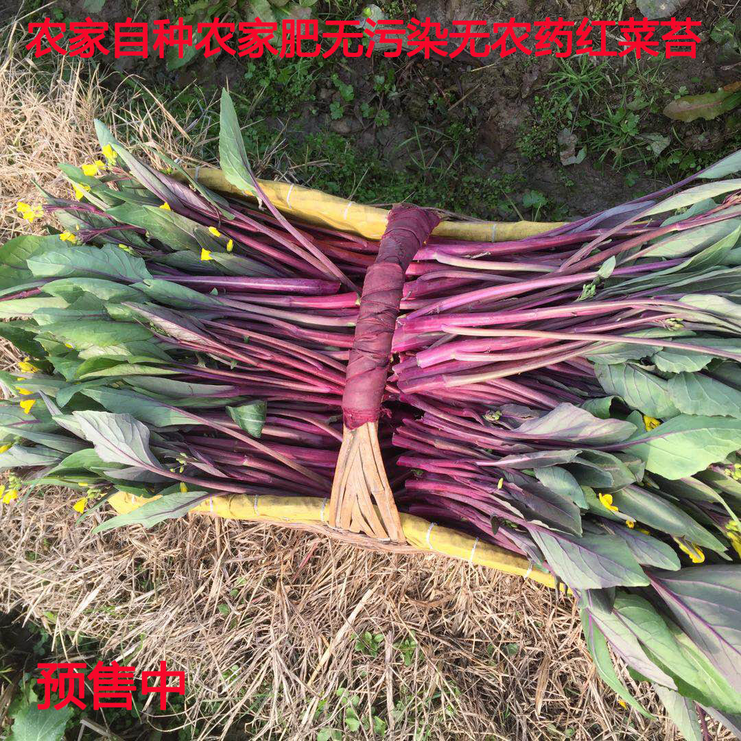 洪山菜薹種植 洪山菜薹做法 洪山菜薹食譜 功效 淘寶海外