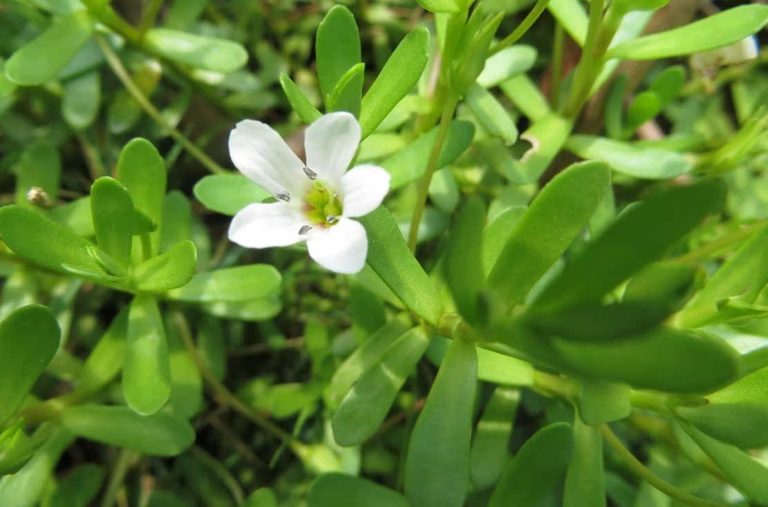 包邮潮汕青草药野生现采新鲜假马齿苋白猪母菜蛇兰草瓜子菜白咬墙