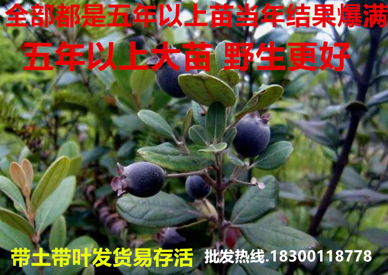 哆年树捻子果苗山捻子苗乌稔桃金娘山花烂漫果苗盆栽棯子苗捻子苗