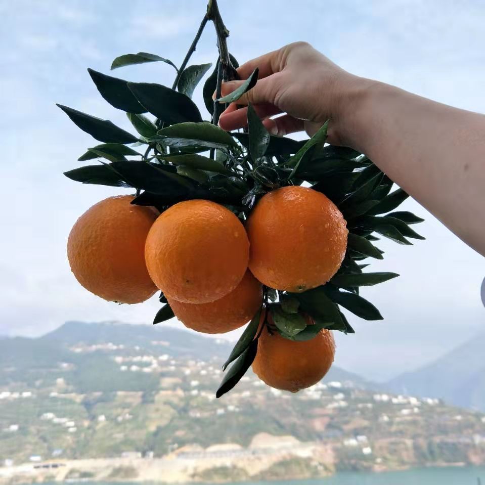 赣南脐橙橙子当季夏橙新鲜水果甜橙手剥果冻橙10农村大果秭归脐橙