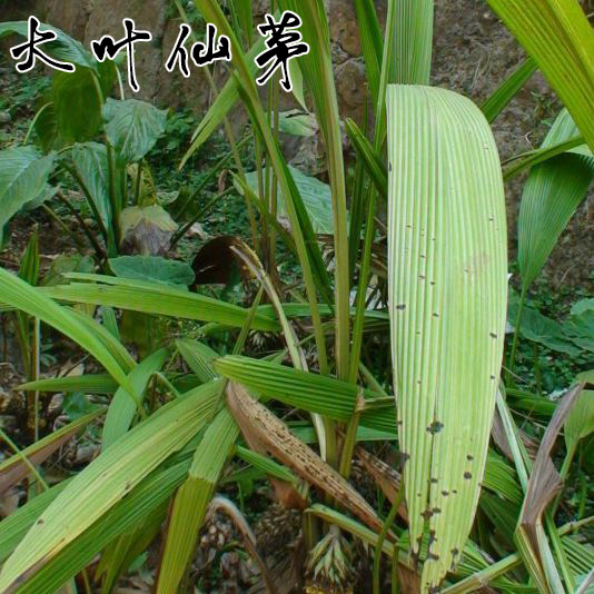 云南中草药 大地棕 猴子背巾 猴子包头 竹灵芝种苗 野生大叶仙茅