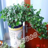 茉莉花花期多-蓝雪花盆栽 攀援蓝雪花成年苗 多