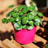 盘龙草-药贵州野生盘龙参一线香镰刀草龙抱柱