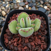 口多肉 鲁琳娜Echveria Relena 罗西玛杂 血斑优