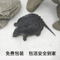健康乌龟-2017活体北美小鳄龟苗 水龟宠物乌龟