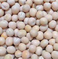 白玉豌豆-生豌豆 鸽粮豌豆 白玉豌豆 鸽粮 鸽饲