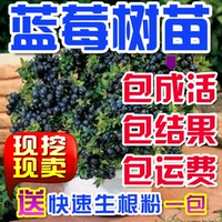 蓝莓苗当年结果黑珍珠蓝莓苗-珠蓝莓苗盆栽地