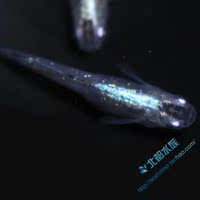 (观背青鳉,稻田鱼)-鱼1只【包邮极品】 观背青鳉