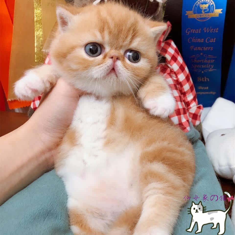 纯种异国短毛猫大脸加菲猫幼崽包子脸加菲波斯猫幼猫宠物猫咪活体