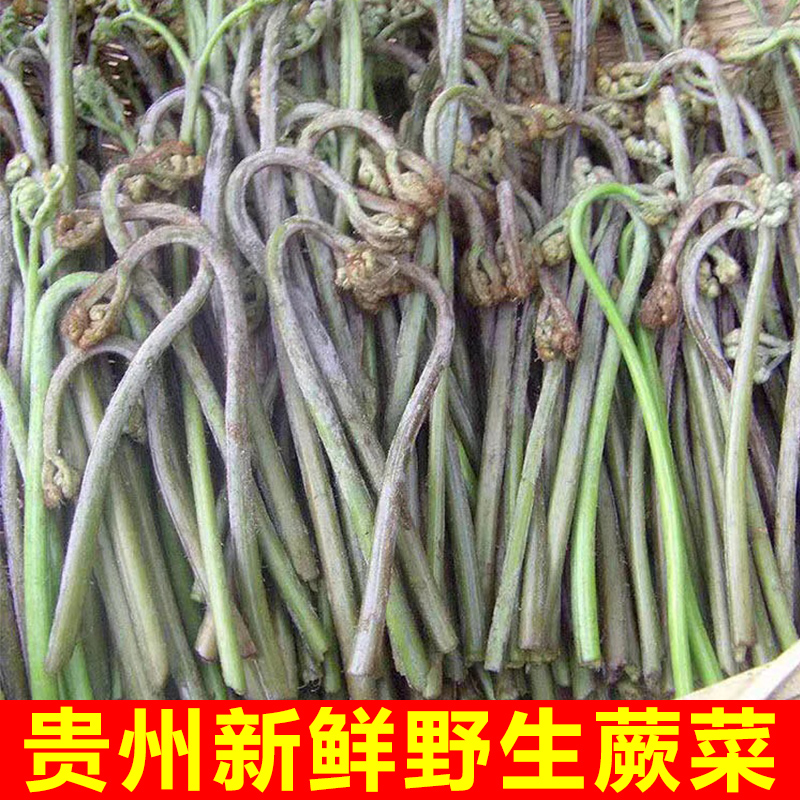 贵州天然野生蕨菜新鲜特产蕨菜龙爪菜猴腿菜家乡菜现摘现发5斤装