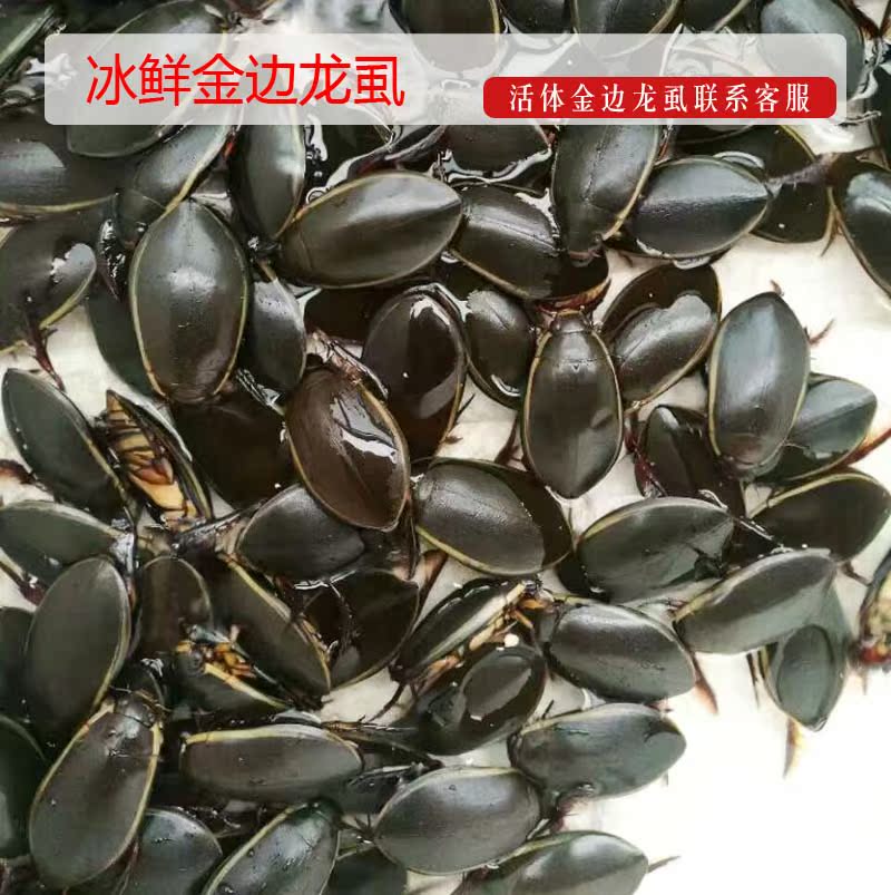 速冻活体金边龙虱水蟑螂水甲虫野生水龟子鱼鳖小儿尿床