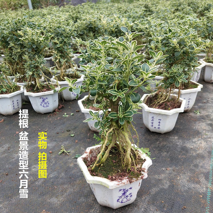 提根六月雪小盆景 老桩金边六月雪小苗 室内客厅植物盆栽树桩盆景